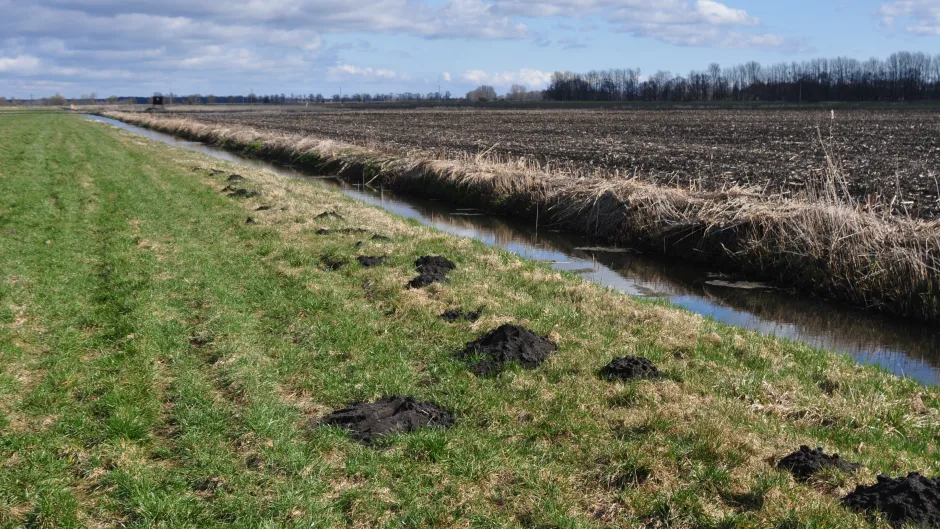Friedländer Große Wiese in Mecklenburg-Vorpommern, einer der Mooremissions-Hotspots Deutschlands